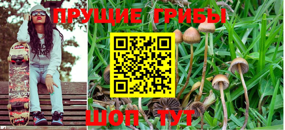 Псилоцибиновые грибы GOLDEN TEACHER  Майкоп 