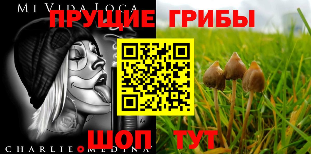 Псилоцибиновые грибы Psilocybe Майкоп